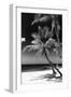 Palms on a White Sand Beach in Key West - Florida-Philippe Hugonnard-Framed Premium Photographic Print