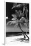 Palms on a White Sand Beach in Key West - Florida-Philippe Hugonnard-Framed Premium Photographic Print