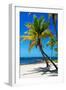 Palms on a White Sand Beach in Key West - Florida-Philippe Hugonnard-Framed Premium Photographic Print