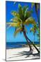 Palms on a White Sand Beach in Key West - Florida-Philippe Hugonnard-Mounted Premium Photographic Print