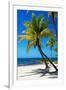 Palms on a White Sand Beach in Key West - Florida-Philippe Hugonnard-Framed Photographic Print