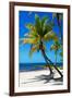 Palms on a White Sand Beach in Key West - Florida-Philippe Hugonnard-Framed Photographic Print