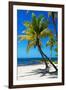 Palms on a White Sand Beach in Key West - Florida-Philippe Hugonnard-Framed Premium Photographic Print