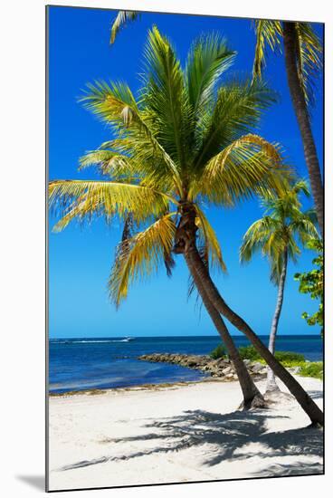 Palms on a White Sand Beach in Key West - Florida-Philippe Hugonnard-Mounted Premium Photographic Print