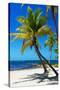 Palms on a White Sand Beach in Key West - Florida-Philippe Hugonnard-Stretched Canvas