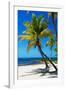 Palms on a White Sand Beach in Key West - Florida-Philippe Hugonnard-Framed Photographic Print