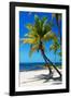 Palms on a White Sand Beach in Key West - Florida-Philippe Hugonnard-Framed Photographic Print