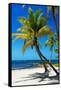 Palms on a White Sand Beach in Key West - Florida-Philippe Hugonnard-Framed Stretched Canvas