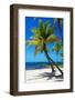 Palms on a White Sand Beach in Key West - Florida-Philippe Hugonnard-Framed Photographic Print