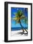 Palms on a White Sand Beach in Key West - Florida-Philippe Hugonnard-Framed Photographic Print