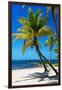 Palms on a White Sand Beach in Key West - Florida-Philippe Hugonnard-Framed Photographic Print