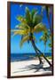 Palms on a White Sand Beach in Key West - Florida-Philippe Hugonnard-Framed Photographic Print