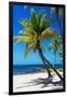 Palms on a White Sand Beach in Key West - Florida-Philippe Hugonnard-Framed Photographic Print