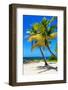 Palms on a White Sand Beach in Key West - Florida-Philippe Hugonnard-Framed Photographic Print