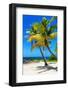 Palms on a White Sand Beach in Key West - Florida-Philippe Hugonnard-Framed Photographic Print