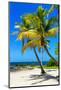 Palms on a White Sand Beach in Key West - Florida-Philippe Hugonnard-Mounted Photographic Print