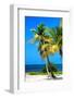 Palms on a White Sand Beach in Key West - Florida-Philippe Hugonnard-Framed Photographic Print