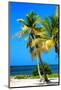 Palms on a White Sand Beach in Key West - Florida-Philippe Hugonnard-Mounted Photographic Print