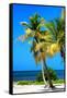 Palms on a White Sand Beach in Key West - Florida-Philippe Hugonnard-Framed Stretched Canvas