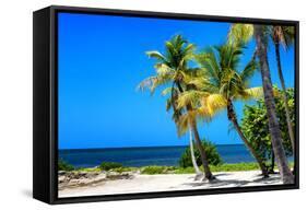 Palms on a White Sand Beach in Key West - Florida-Philippe Hugonnard-Framed Stretched Canvas
