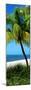 Palms on a White Sand Beach in Key West - Florida-Philippe Hugonnard-Mounted Photographic Print