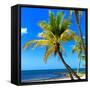 Palms on a White Sand Beach in Key West - Florida-Philippe Hugonnard-Framed Stretched Canvas