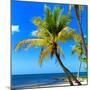 Palms on a White Sand Beach in Key West - Florida-Philippe Hugonnard-Mounted Photographic Print