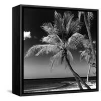 Palms on a White Sand Beach in Key West - Florida-Philippe Hugonnard-Framed Stretched Canvas