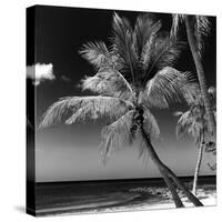 Palms on a White Sand Beach in Key West - Florida-Philippe Hugonnard-Stretched Canvas