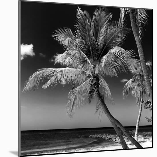 Palms on a White Sand Beach in Key West - Florida-Philippe Hugonnard-Mounted Photographic Print