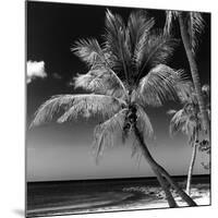 Palms on a White Sand Beach in Key West - Florida-Philippe Hugonnard-Mounted Photographic Print