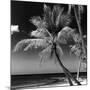 Palms on a White Sand Beach in Key West - Florida-Philippe Hugonnard-Mounted Photographic Print