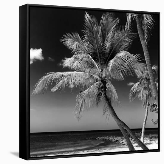 Palms on a White Sand Beach in Key West - Florida-Philippe Hugonnard-Framed Stretched Canvas