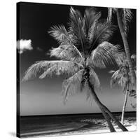 Palms on a White Sand Beach in Key West - Florida-Philippe Hugonnard-Stretched Canvas