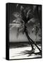 Palms on a White Sand Beach in Key West - Florida-Philippe Hugonnard-Framed Stretched Canvas