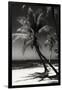 Palms on a White Sand Beach in Key West - Florida-Philippe Hugonnard-Framed Photographic Print