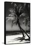 Palms on a White Sand Beach in Key West - Florida-Philippe Hugonnard-Framed Stretched Canvas