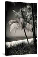 Palms on a White Sand Beach in Key West - Florida-Philippe Hugonnard-Stretched Canvas