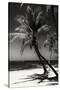 Palms on a White Sand Beach in Key West - Florida-Philippe Hugonnard-Stretched Canvas