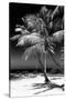 Palms on a White Sand Beach in Key West - Florida-Philippe Hugonnard-Stretched Canvas