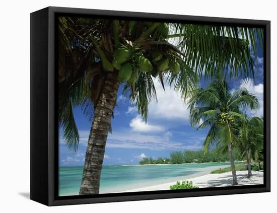 Palms on Shore, Cayman Kai Near Rum Point, Grand Cayman, Cayman Islands, West Indies-Ruth Tomlinson-Framed Stretched Canvas
