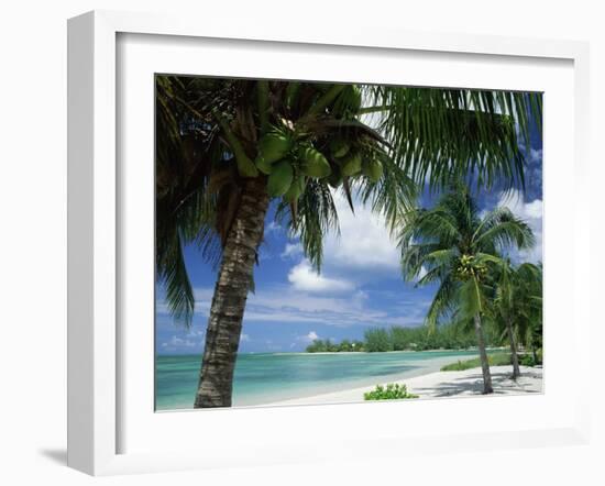 Palms on Shore, Cayman Kai Near Rum Point, Grand Cayman, Cayman Islands, West Indies-Ruth Tomlinson-Framed Photographic Print