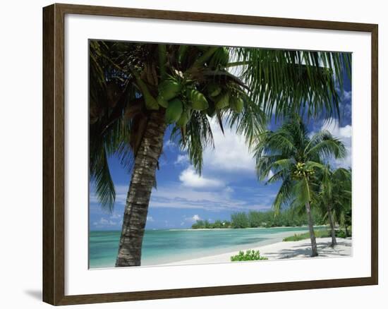 Palms on Shore, Cayman Kai Near Rum Point, Grand Cayman, Cayman Islands, West Indies-Ruth Tomlinson-Framed Photographic Print