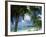 Palms on Shore, Cayman Kai Near Rum Point, Grand Cayman, Cayman Islands, West Indies-Ruth Tomlinson-Framed Photographic Print