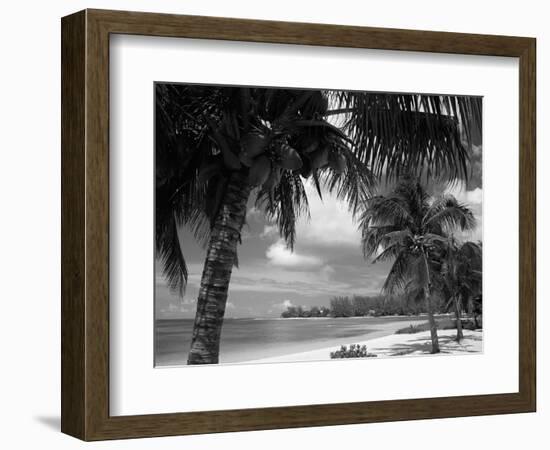 Palms on Shore, Cayman Kai Near Rum Point, Grand Cayman, Cayman Islands, West Indies-Ruth Tomlinson-Framed Photographic Print