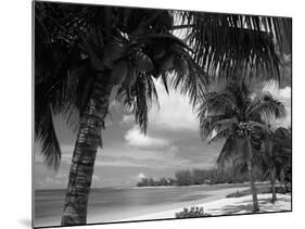Palms on Shore, Cayman Kai Near Rum Point, Grand Cayman, Cayman Islands, West Indies-Ruth Tomlinson-Mounted Photographic Print
