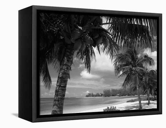 Palms on Shore, Cayman Kai Near Rum Point, Grand Cayman, Cayman Islands, West Indies-Ruth Tomlinson-Framed Stretched Canvas