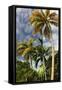 Palms Sky Vertical-Robert Goldwitz-Framed Stretched Canvas