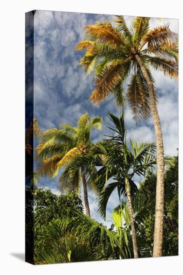 Palms Sky Vertical-Robert Goldwitz-Stretched Canvas