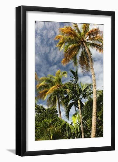 Palms Sky Vertical-Robert Goldwitz-Framed Photographic Print